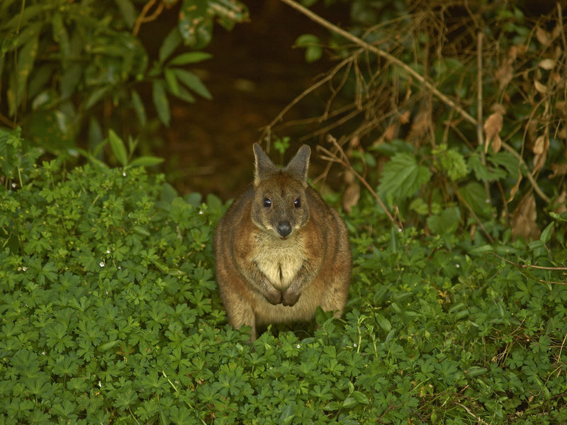 Lamington, Pademelon